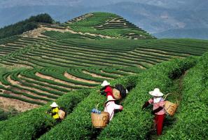 Pu'er Tea